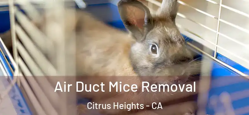 Air Duct Mice Removal Citrus Heights - CA